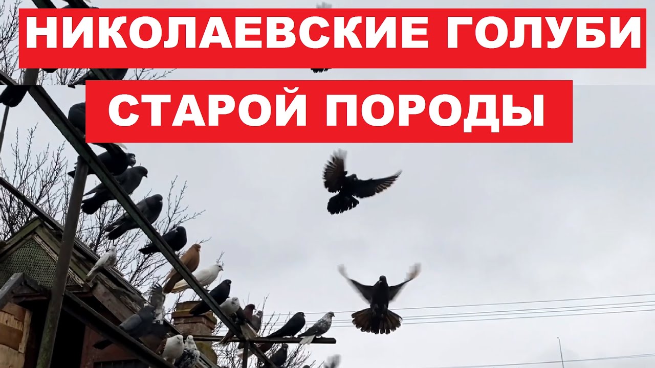 В гостях у Зузули А.А. Николаевские голуби старой породы