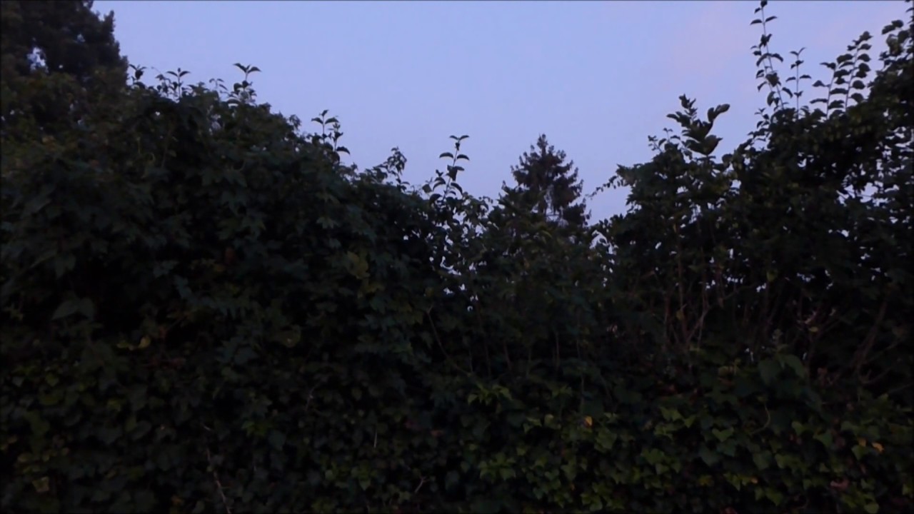 COQ CHANTE AU MATIN // COCK ROOSTER SINGING IN THE MORNING