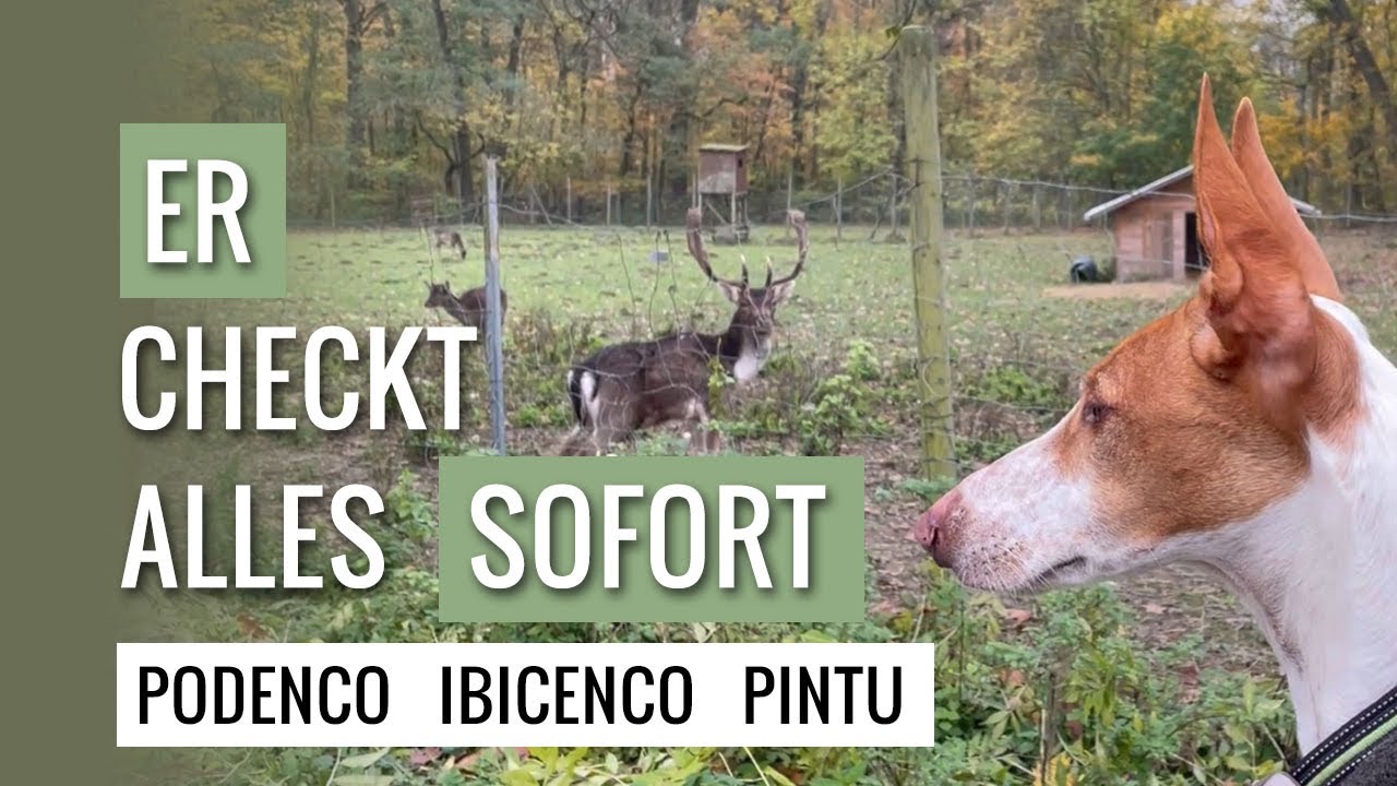 Daily Life of a Podenco Ibicenco in Germany (218)