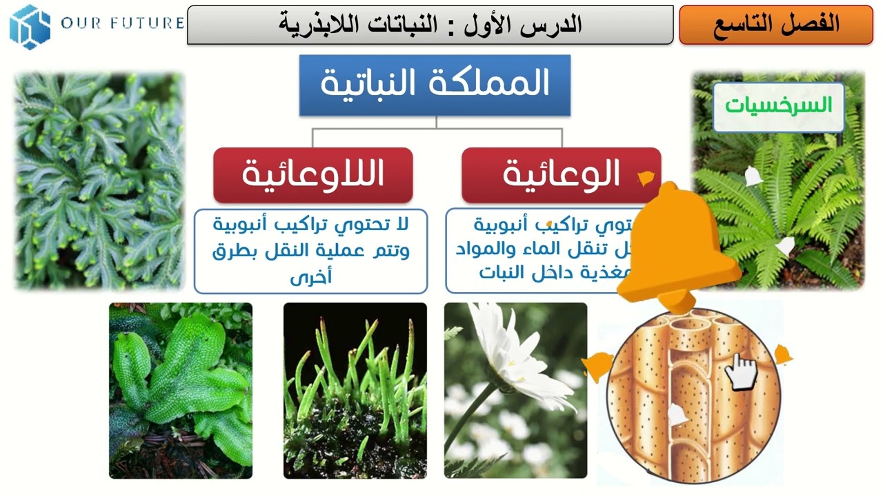 النباتات اللابذرية - الجزء 1من2 - علوم ثاني متوسط