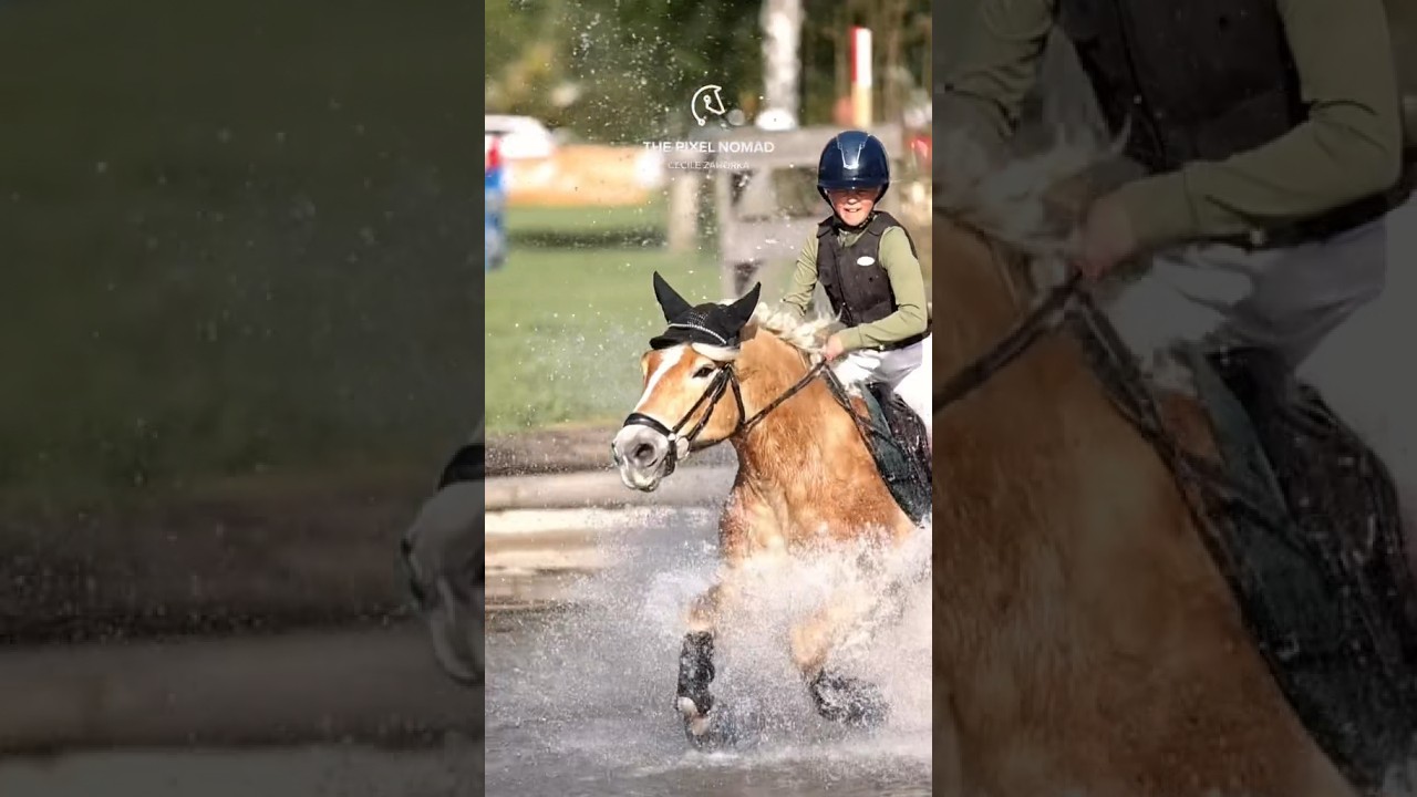 Haflinger Power 🔥💪🏼 #horses #cheval #pferd #haflinger #equestrian #crosscountry