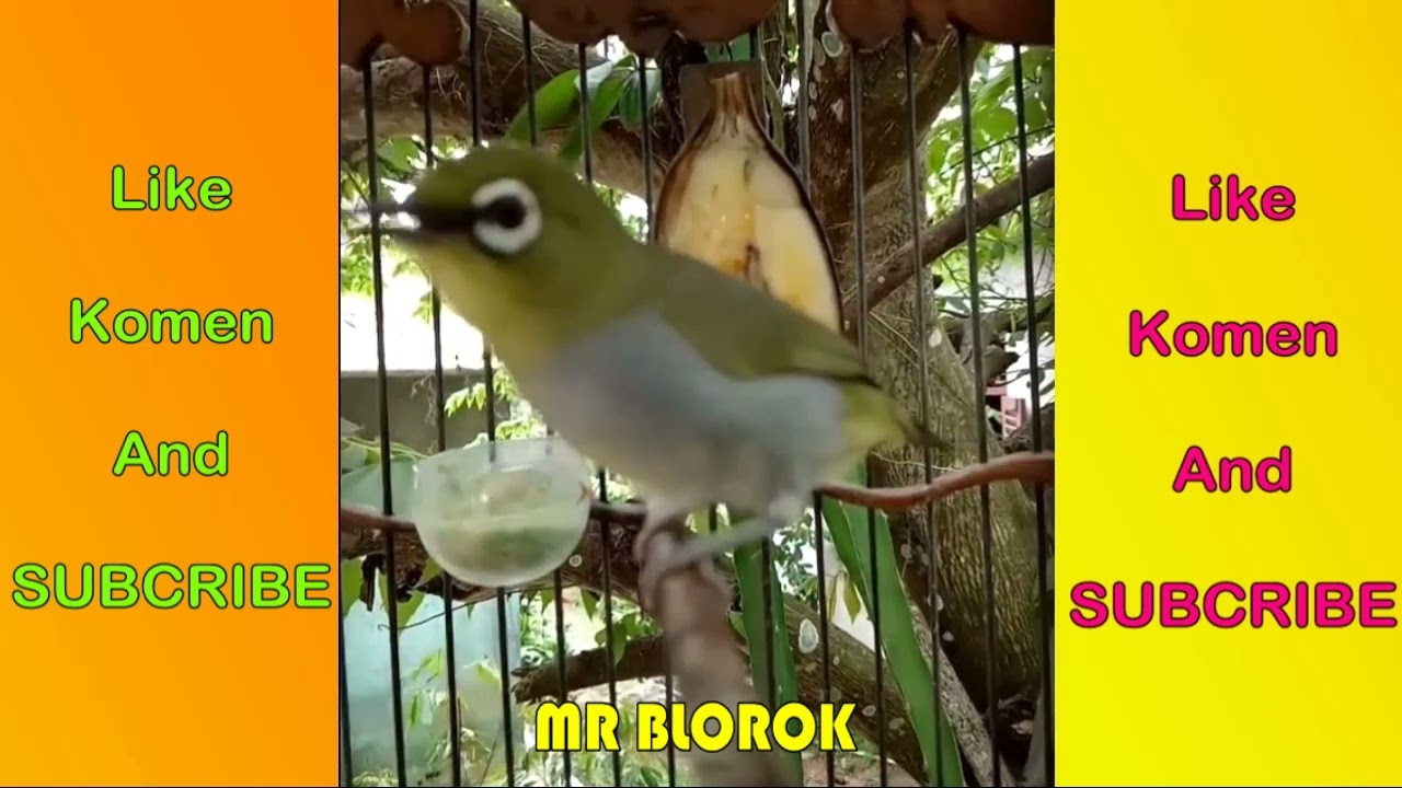 Terapi Pleci Terbaik Durasi Satu Jam ( Pleci Palas Kal-Bar ) “Rawatan Pak SAMIN” #TerapiPleciJuara