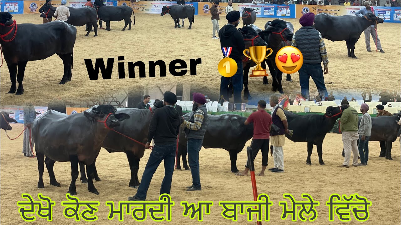 ਦੇਖੋ ਕੋਣ ਮਾਰਦੀ ਆ ਬਾਜੀ ਮੇਲੇ ਵਿੱਚੋ | PDFA Mela Jagraon 2026 | Winner🥇🏆😍 #winner #pdfa #vlog #mela 