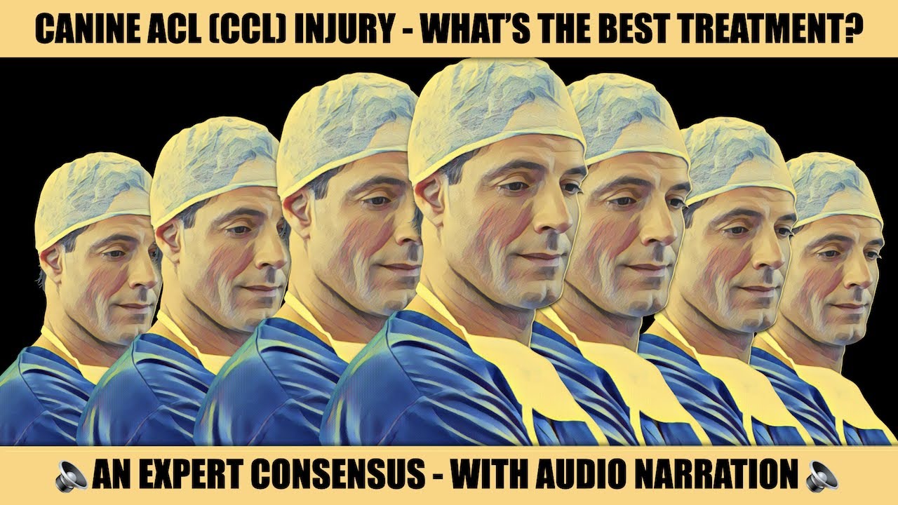 CANINE ACL INJURY - A CONSENSUS OF EXPERTS