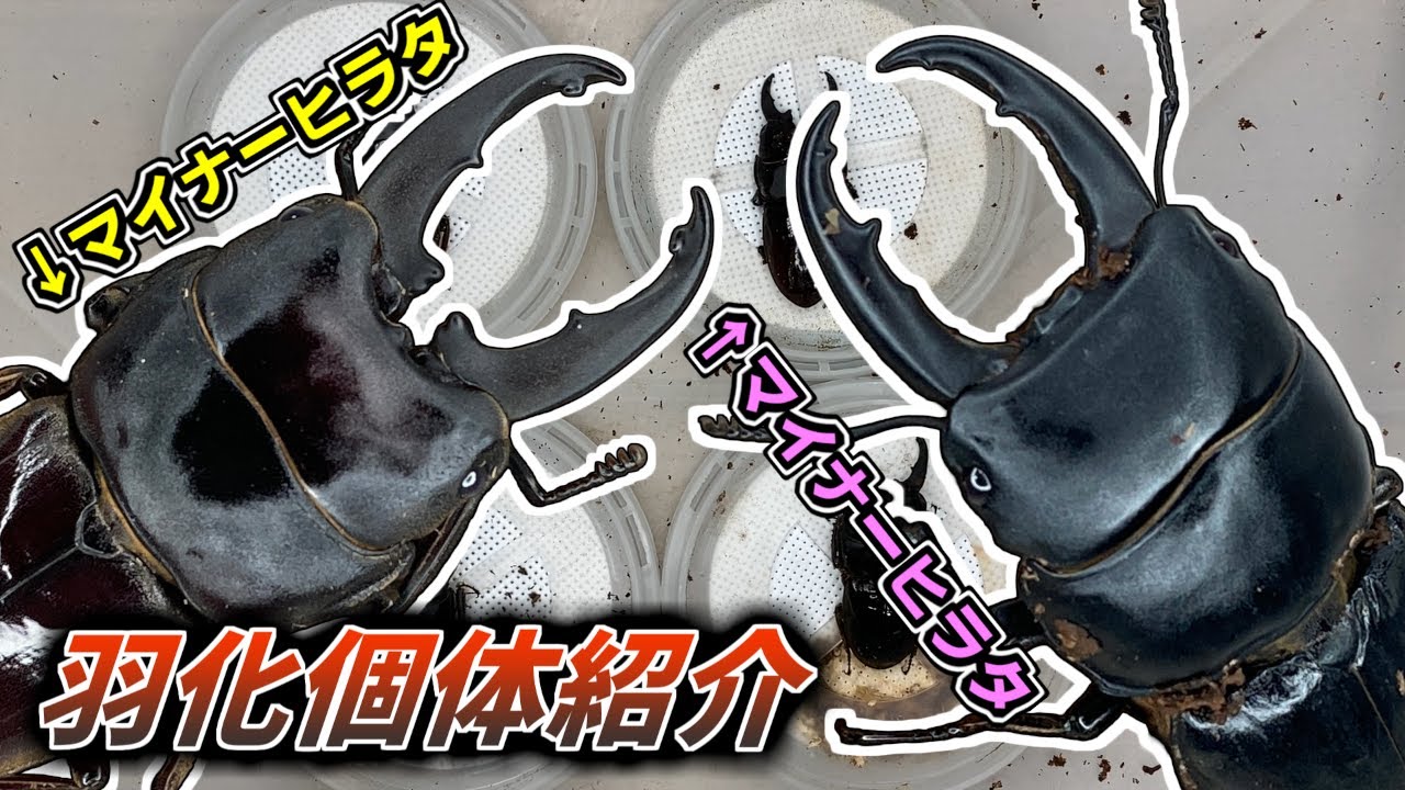 マイナーヒラタの羽化個体達を紹介(※中の人喋ってます)