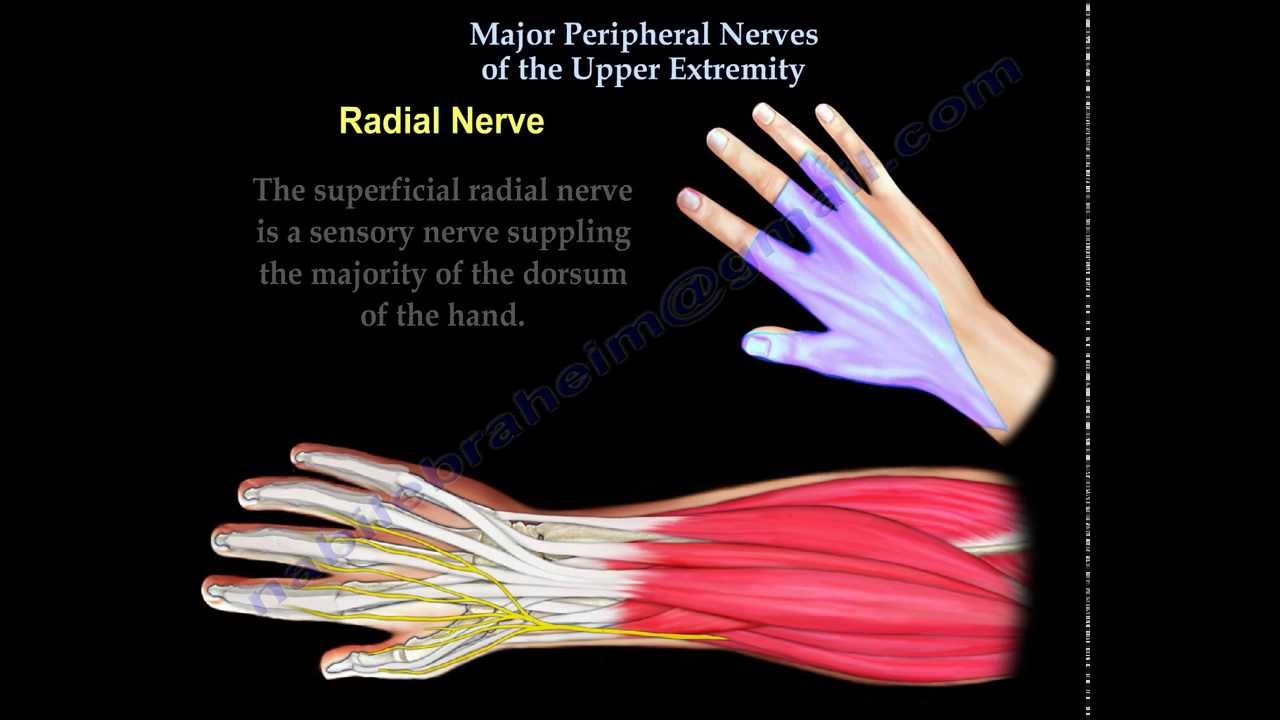 Nerve injury of the upper extremity - Everything You Need To Know - Dr. Nabil Ebraheim