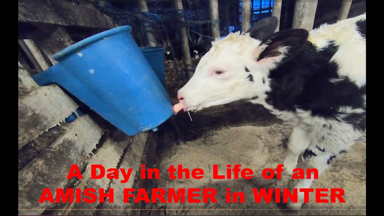 A DAY In the LIFE of an OLD ORDER AMISH FARMER In WINTERTIME  in Lancaster County, Pennsylvania