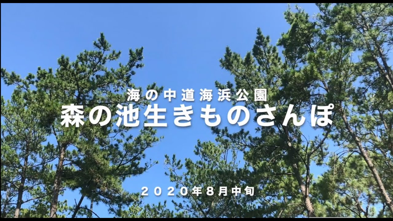 第２回「森の池生きものさんぽ」（2020年８月中旬撮影）