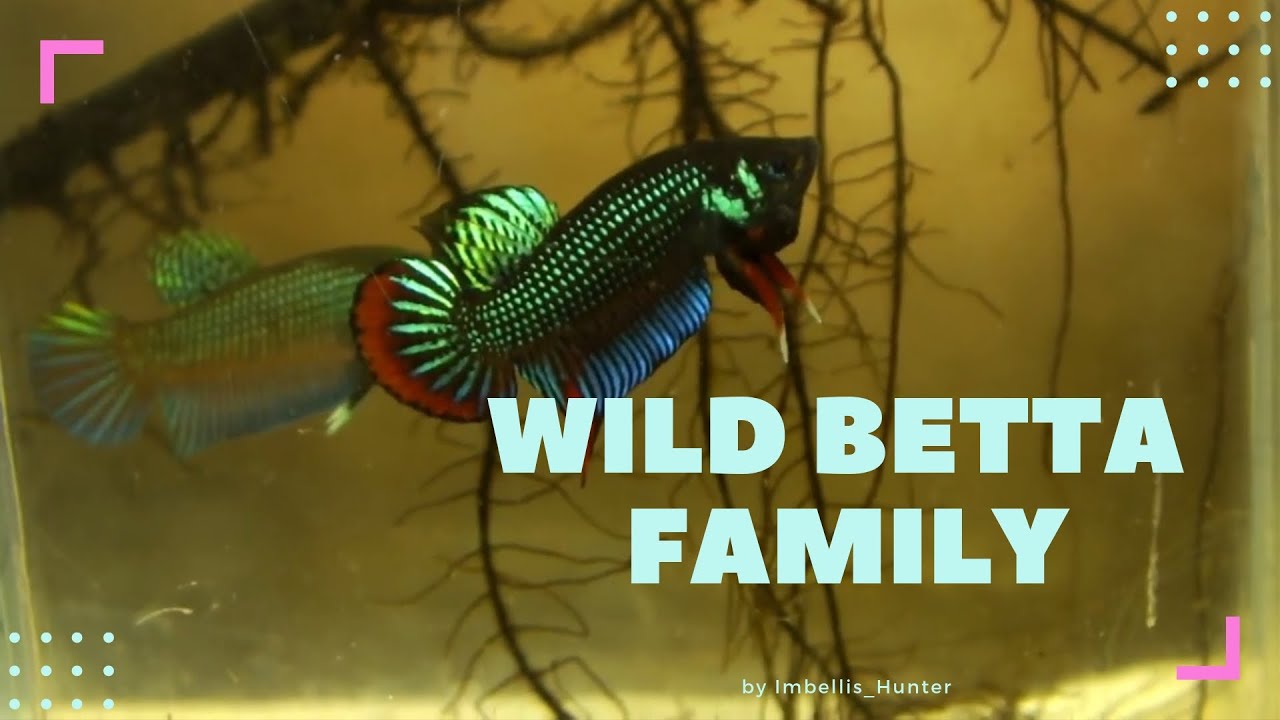 wild betta fish groups