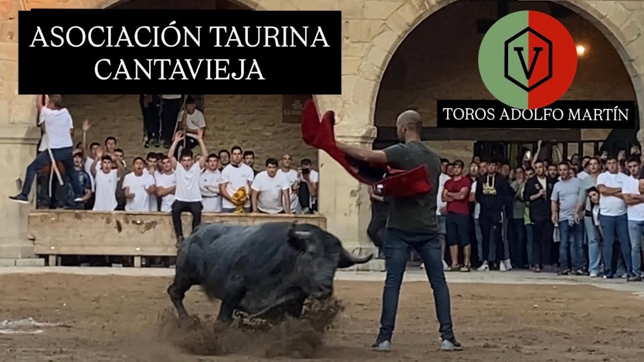 ASOCIACIÓN TAURINA CANTAVIEJA (3/10/25) Prueba de dos toros de Adolfo Martin 