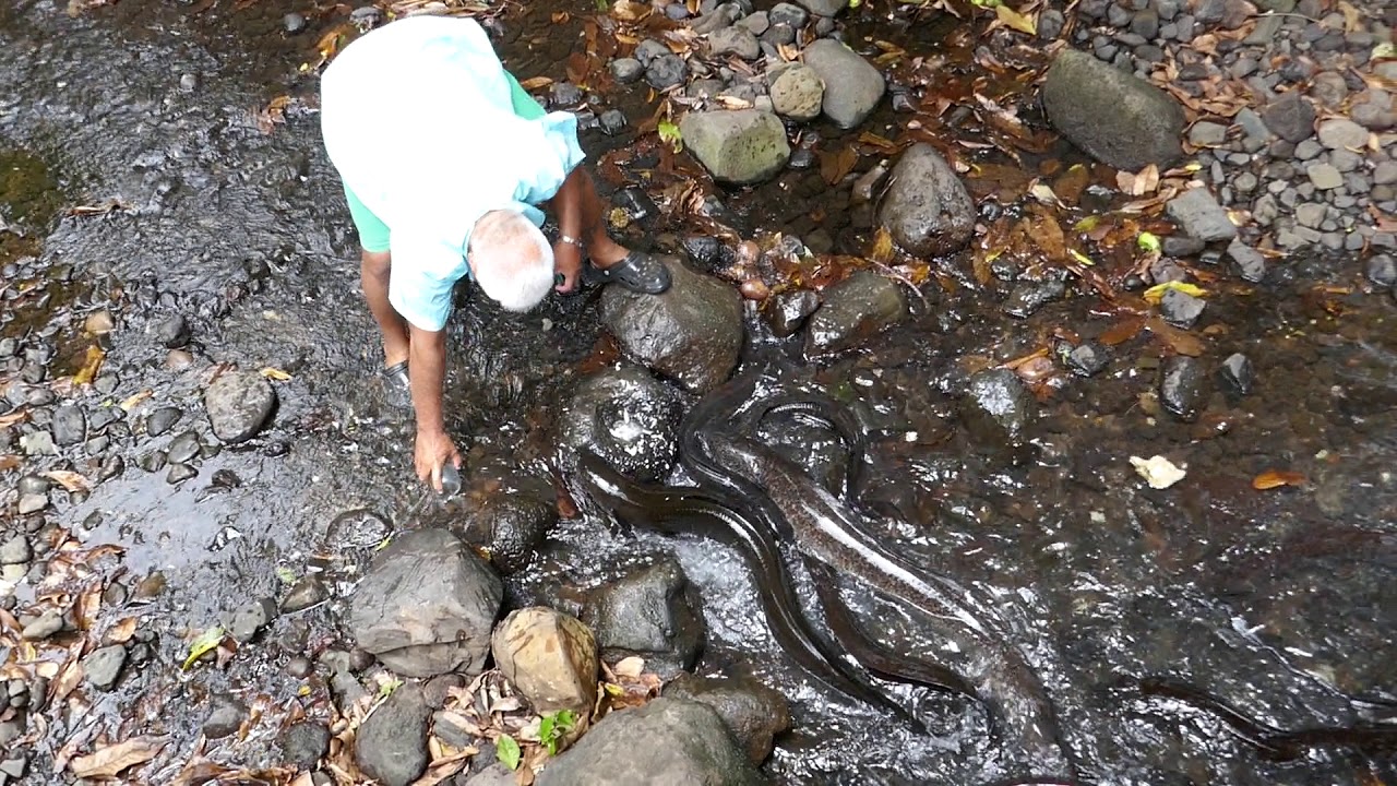 The Sacred Eels on Huahine, French Polynesia