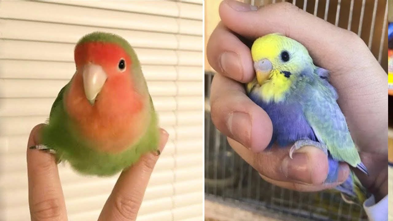 Smart And Funny Parrots Parrot Talking Videos Compilation (2025) - Cute Birds #24