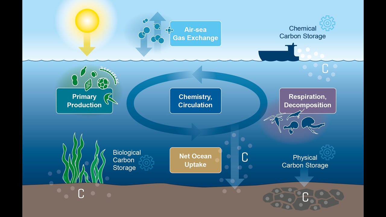 Carbon Sinks: Nature's Solution to Climate Change (3 Minutes)