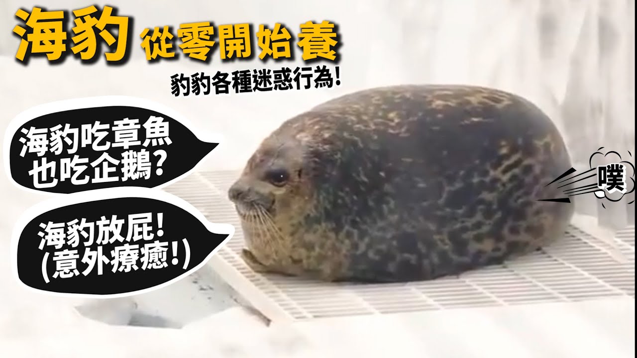 【從零開始養】海豹!海豹吃章魚也吃企鵝?海豹放屁意外療癒?海豹各種迷惑行為?【許伯簡芝】seal