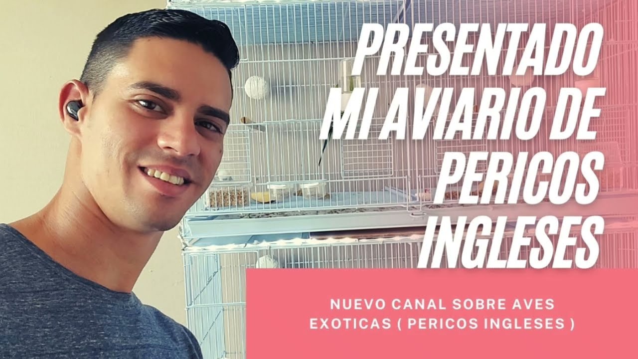 Presentando mi aviario de pericos ingleses.