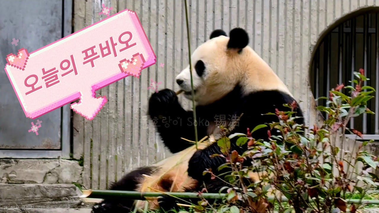 아침부터 나무에서 자고 있다가 산책도 하고 대나무도 먹는 야무진 아침을 보내는 푸야...  | 2월 25일 오전(푸바오 실시간) Panda Fubao