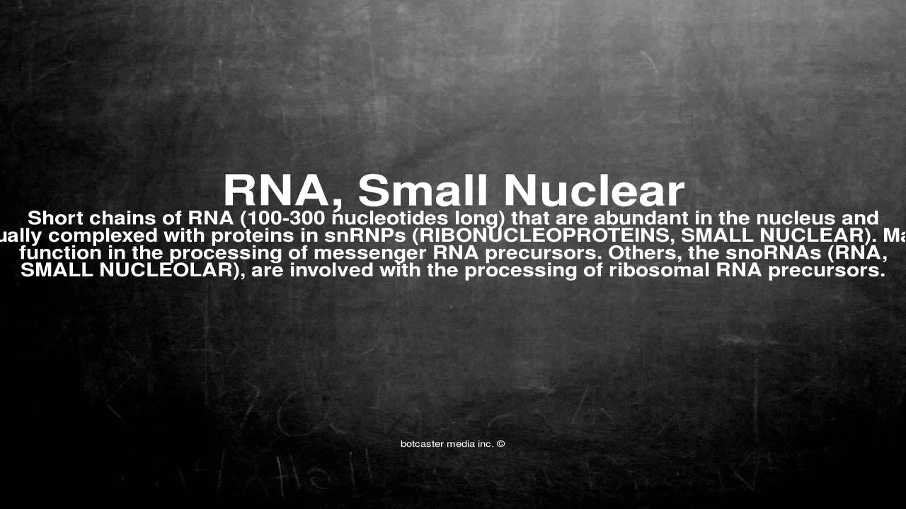 Medical vocabulary: What does RNA, Small Nuclear mean