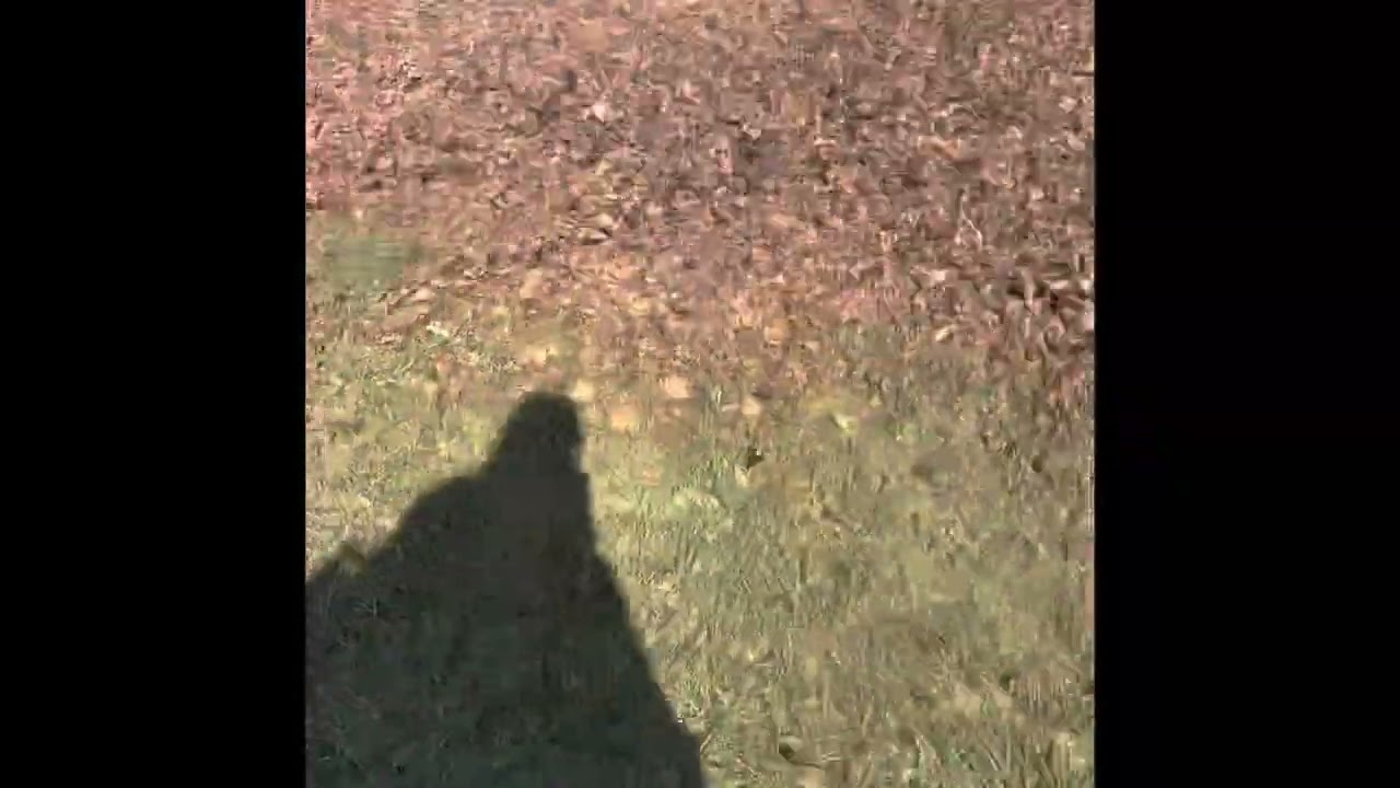 Leaf removal in Englewood, Ohio with City Pro Services using Stihl BR800 Blower