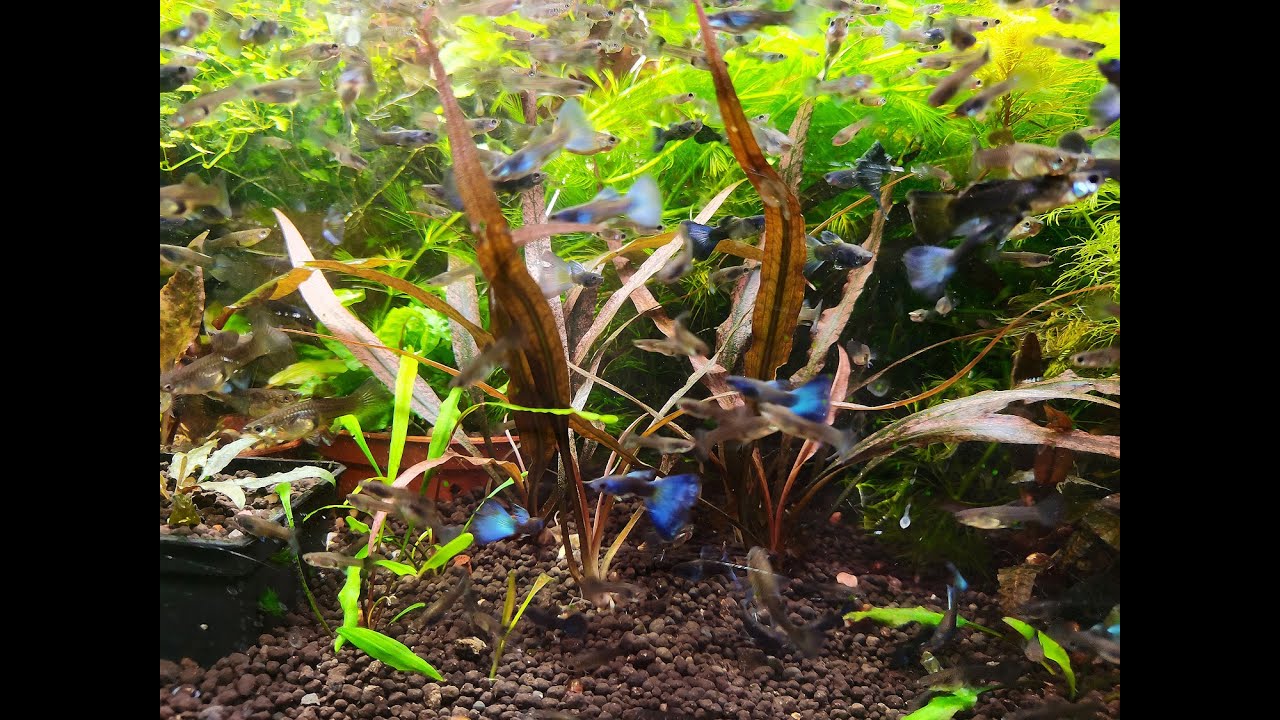 Размножение Cryptocoryne sp  Maharashtra Red март 2021