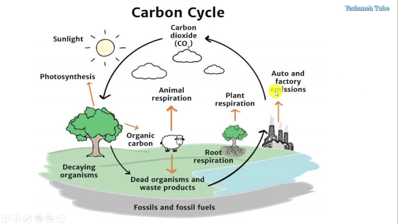 Nutrient Recycle: Carbon Cycle [