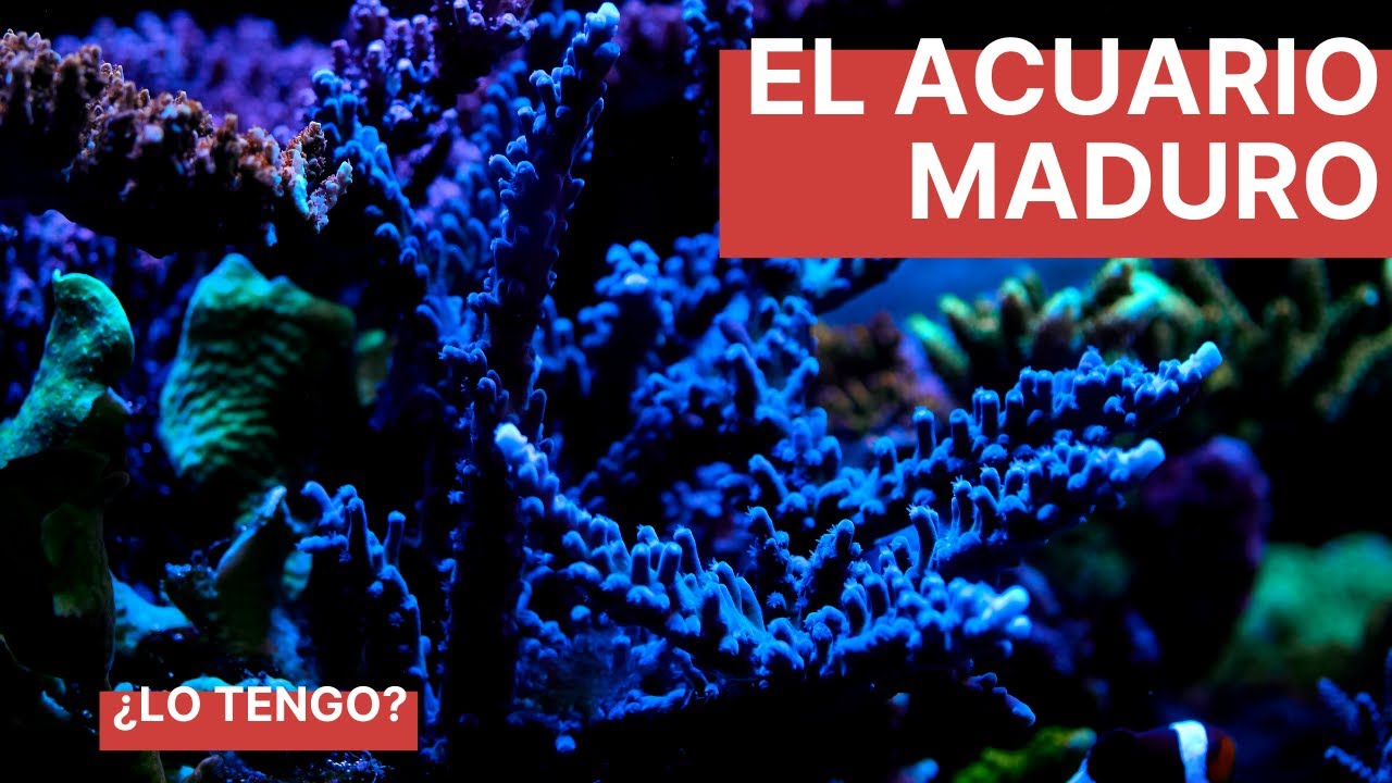 El Acuario Maduro: ¿cuándo lo tengo?