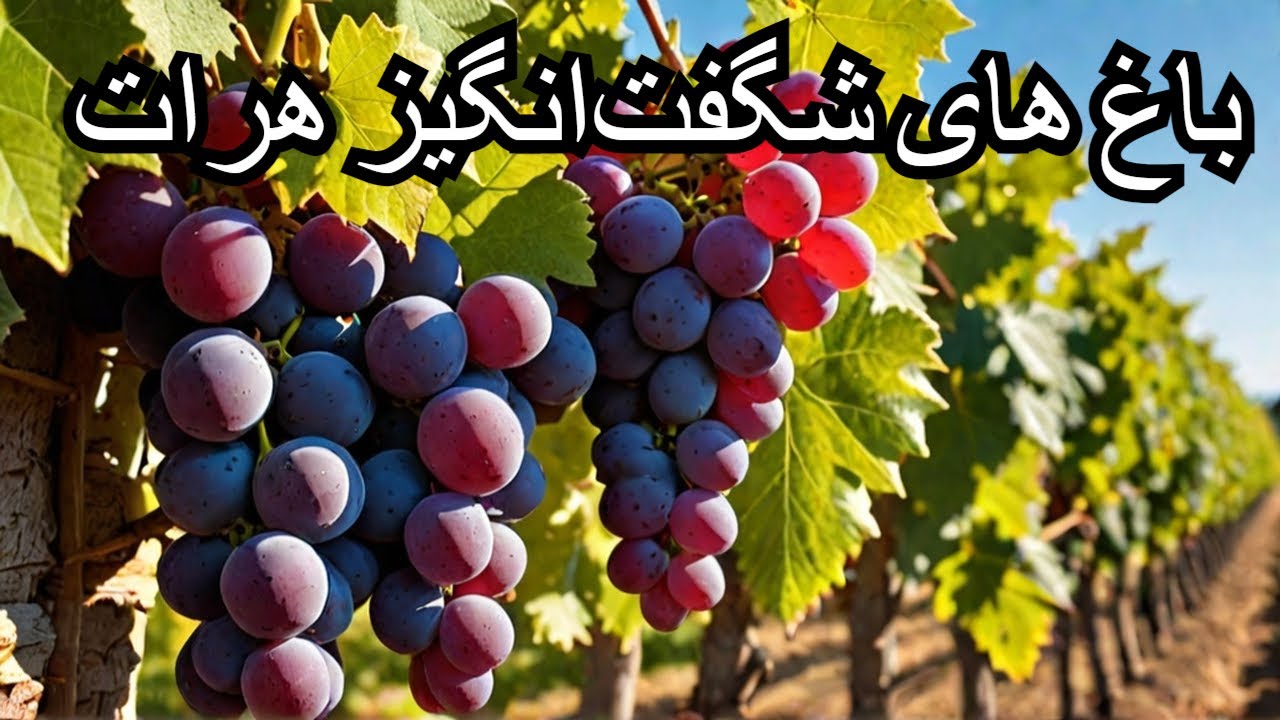 باغ های انگوری هرات جان |  انگور نامدار هرات جان | Herat Grape