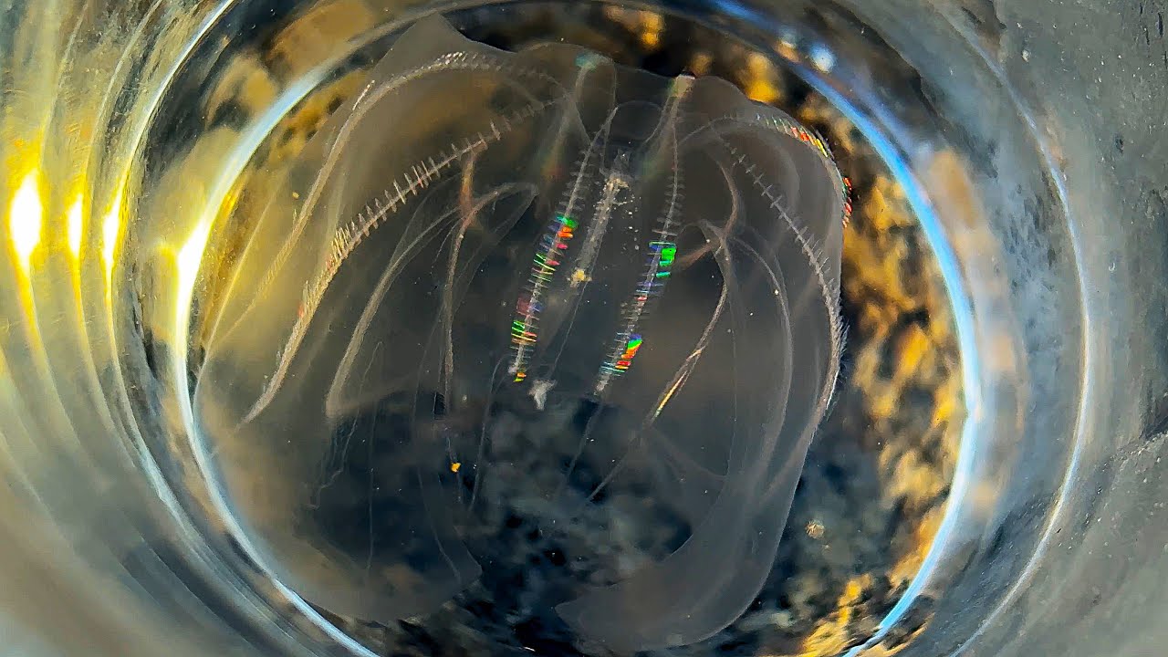 I found this swimming in Baltimore's Inner Harbor