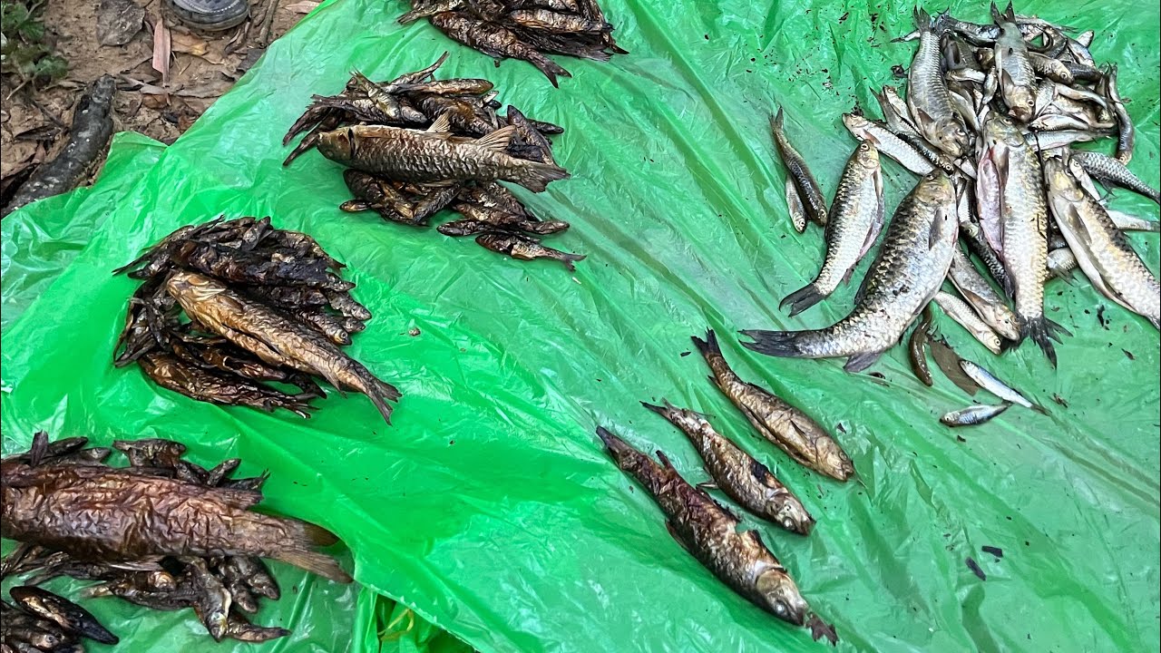Sngewbha peit kumno ban khwai da u jingbam jyrngam🐟|Wah Kupli| Saipung.River fishing Masheer 🎣