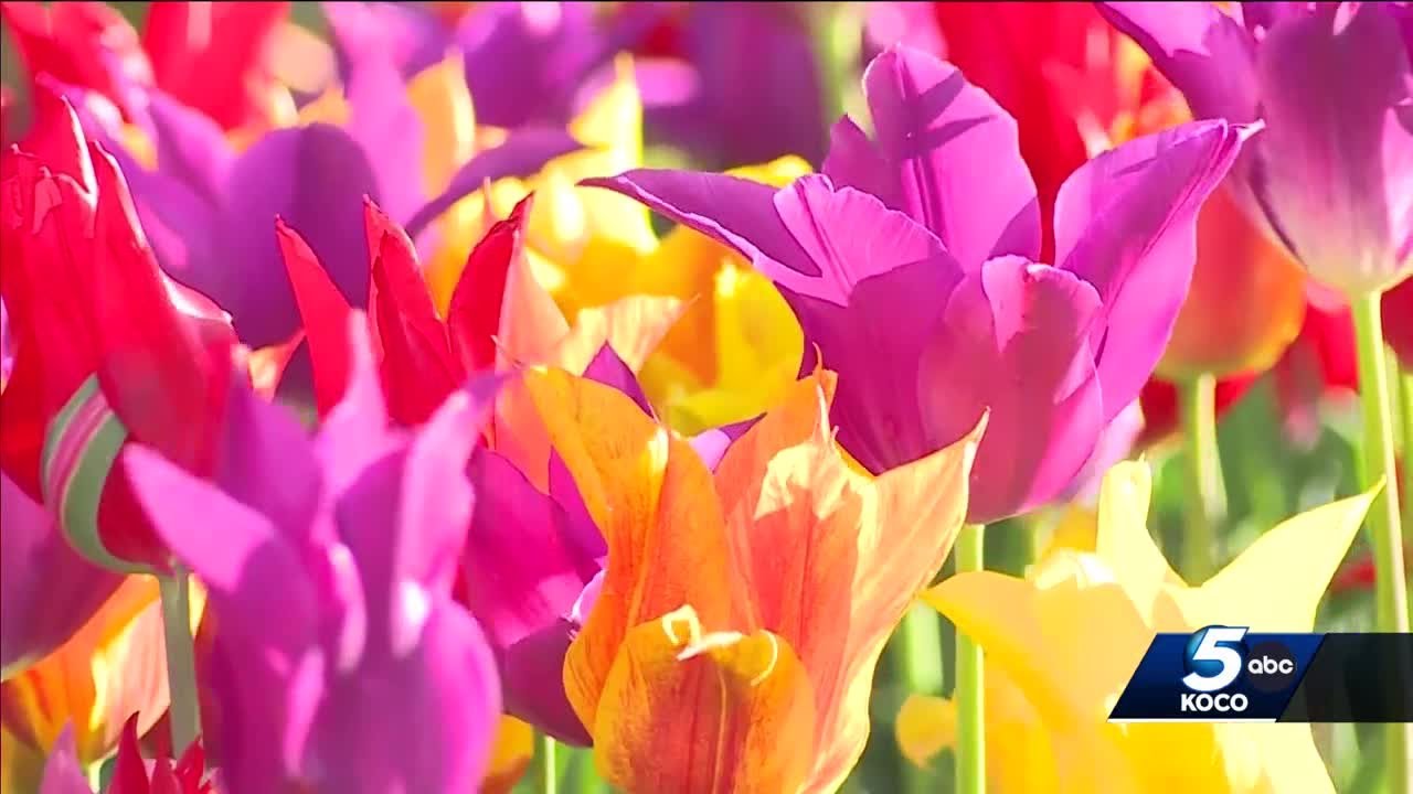 Oklahoma City Tulip Festival in full bloom just in time for spring
