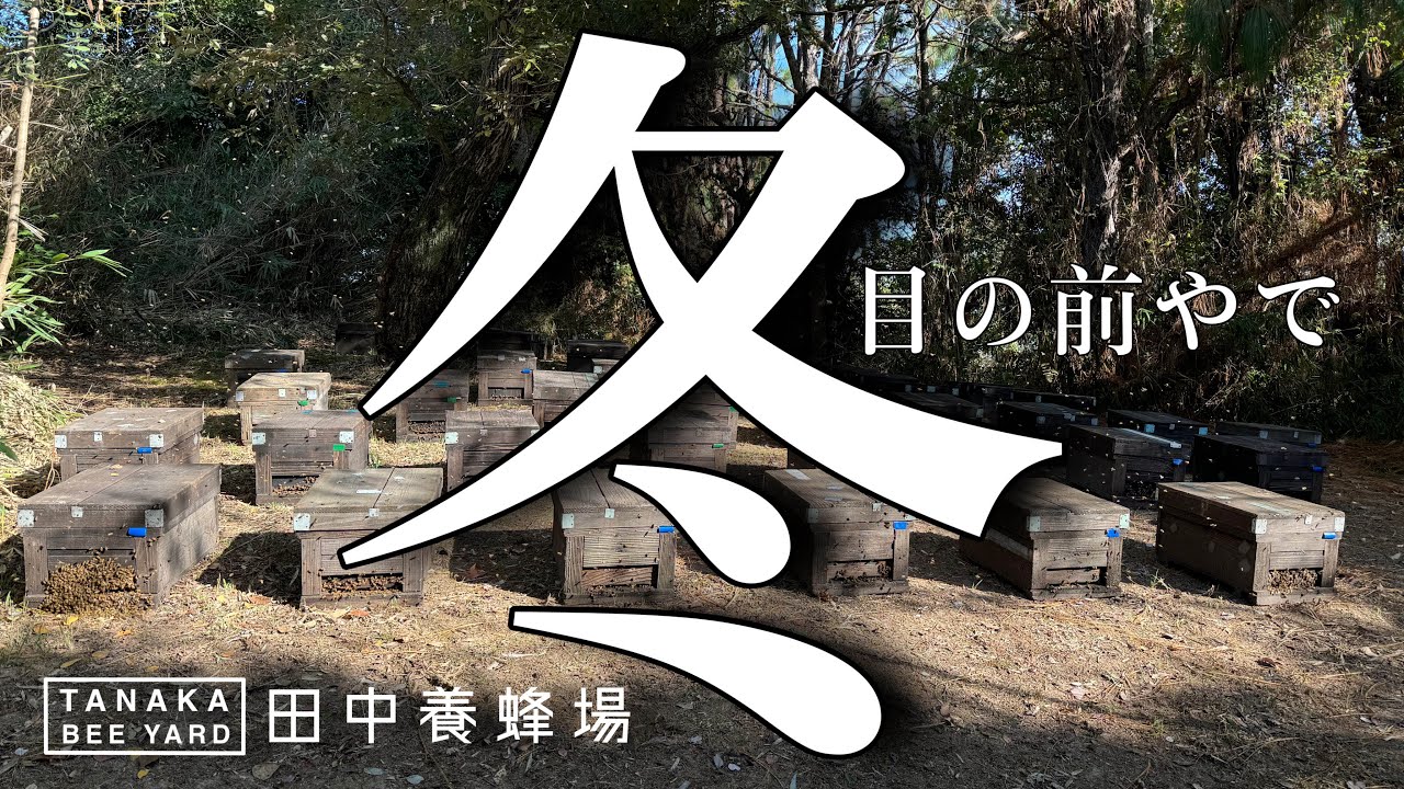 蜜蜂の越冬直前の状態について