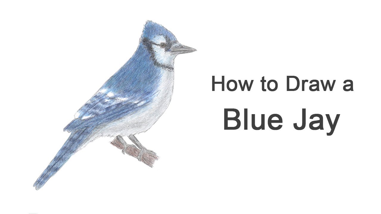 How to Draw a Blue Jay