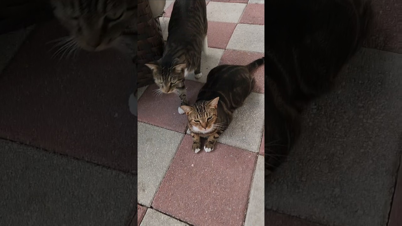 Kitty! #cat #funny #cute