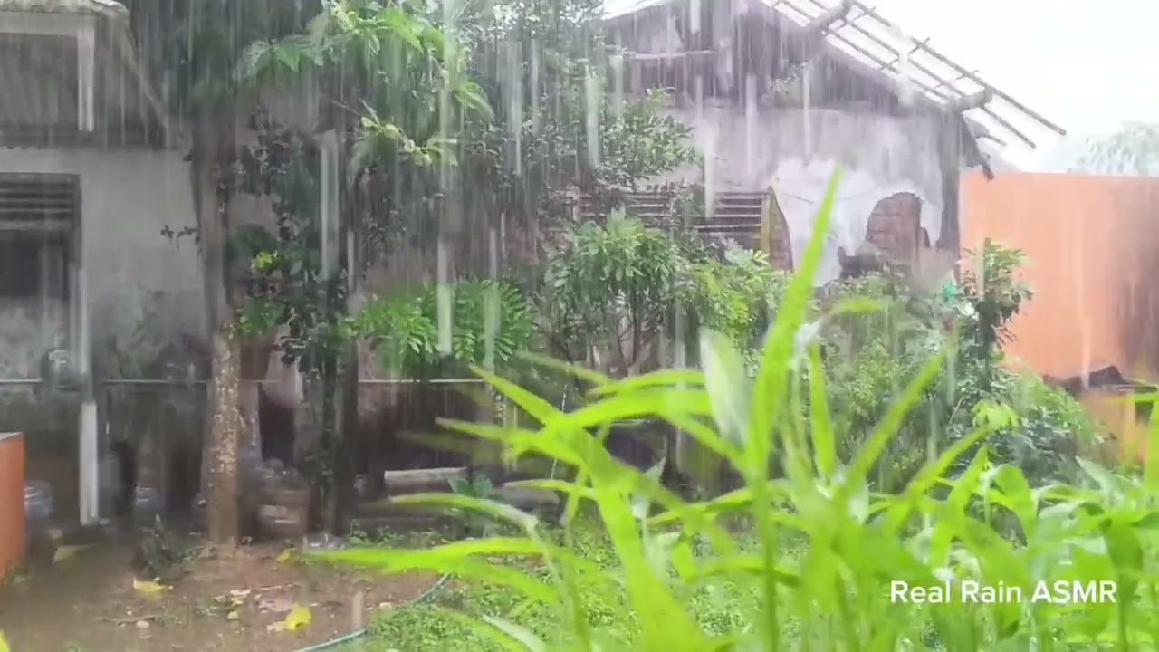 Real Rain Sounds in the Garden for Deep Sleep, Relaxation & Study | ASMR