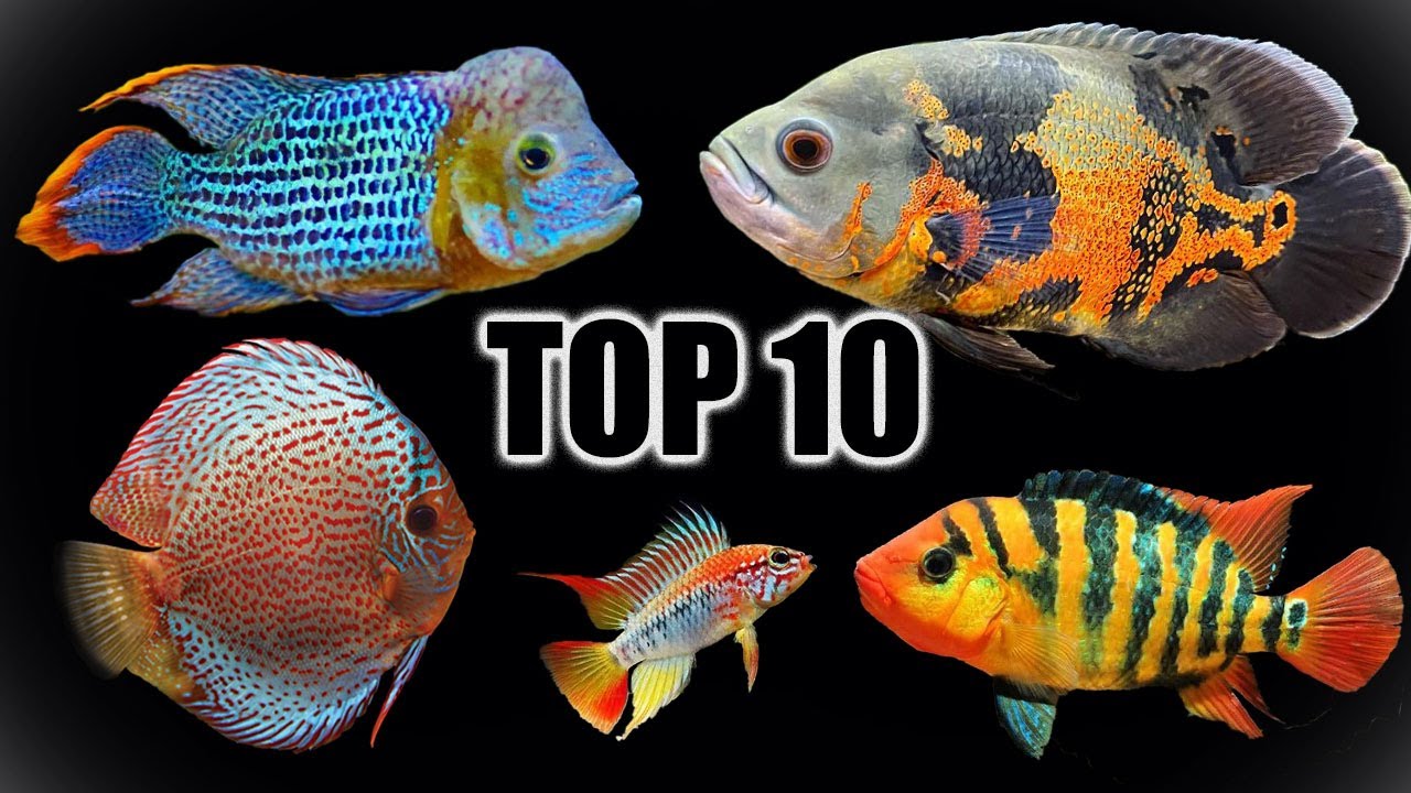 Top 10 Favorite South Americans Cichlids
