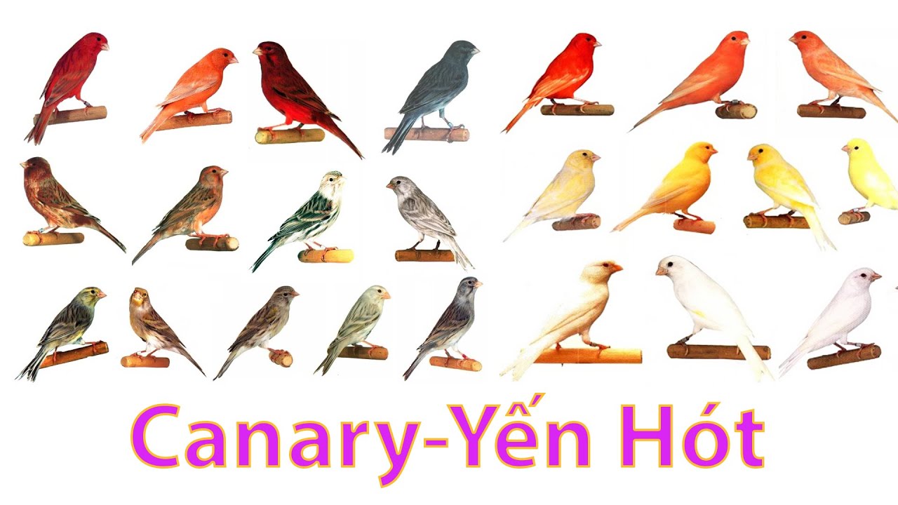 ✅ Yến hót Canary - Mới chơi chim yến thì nên chọn yến ta ?