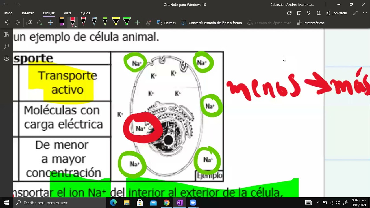 Clase #2 Procesos que realiza la célula/ Intensivo 2021