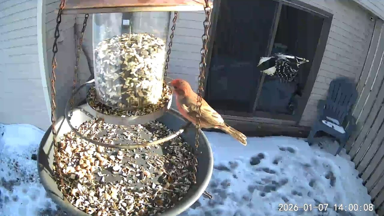 2026/01/07 - Chickadees, White Breasted Nuthatches, Downy Woodpeckers, and House Finches doing lunch