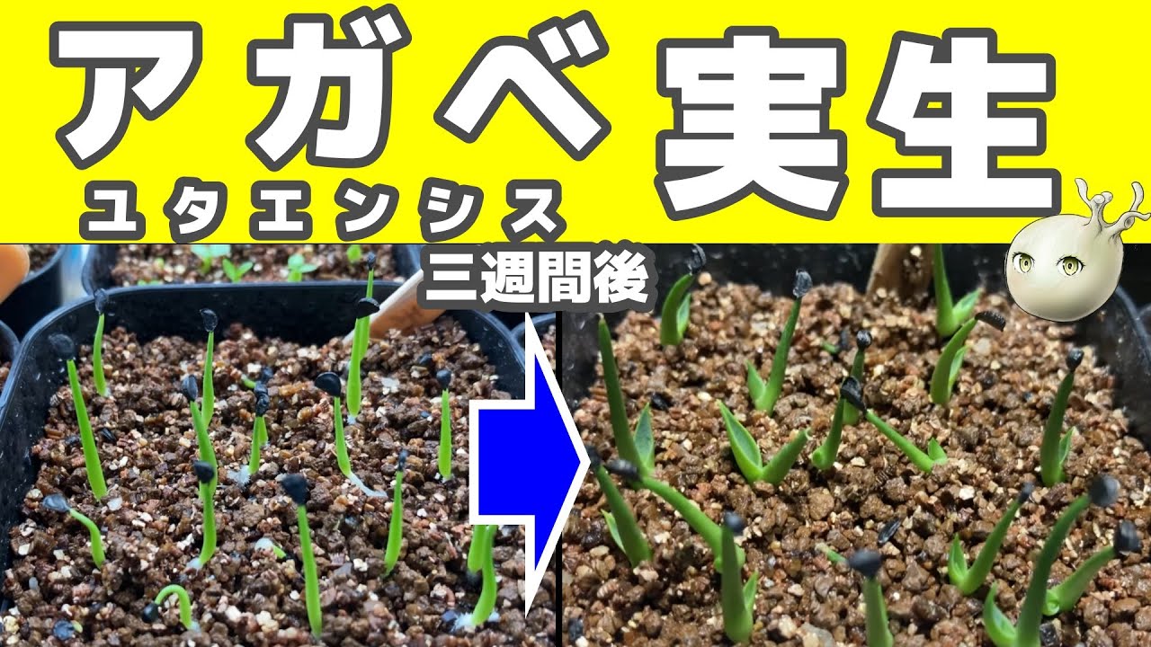 【アガベ実生一ヶ月】用土で発芽率と成長に差がでるのか【ユタエンシス】