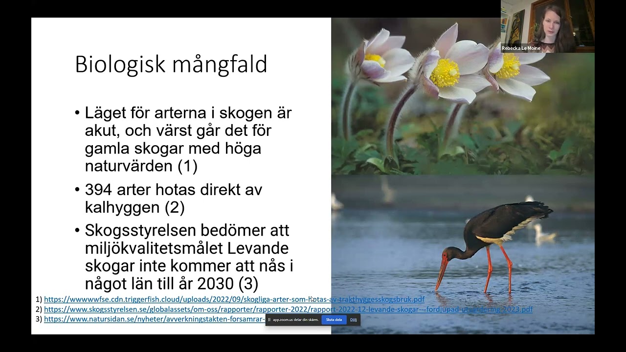 Skogswebinar #6 - Rebecka Le Moine (Miljöpartiet)