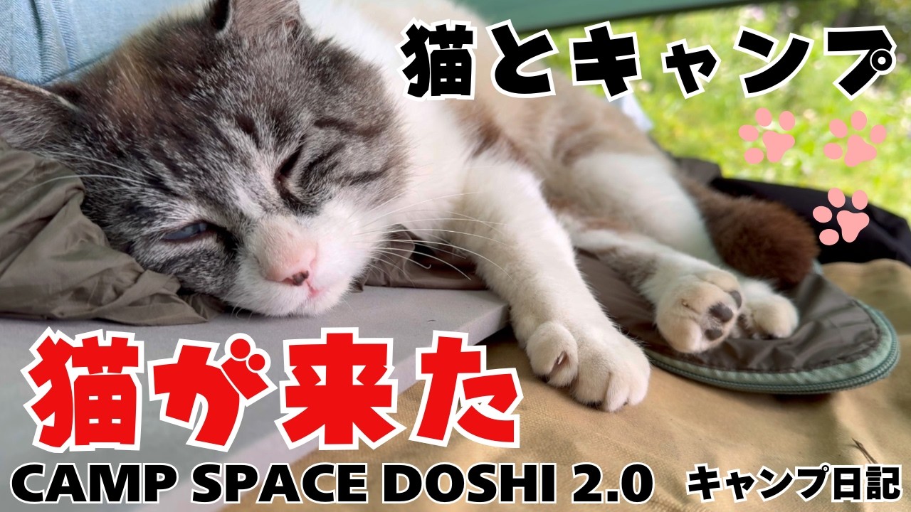 キャンプしてたら猫が来た。猫とデュオキャンなんて最高です。　#キャンプ #ソロキャンプ #キャンプ飯 　#キャンプギア #キャンプ用品 #道志川 #道志村 #道志キャンプ #猫