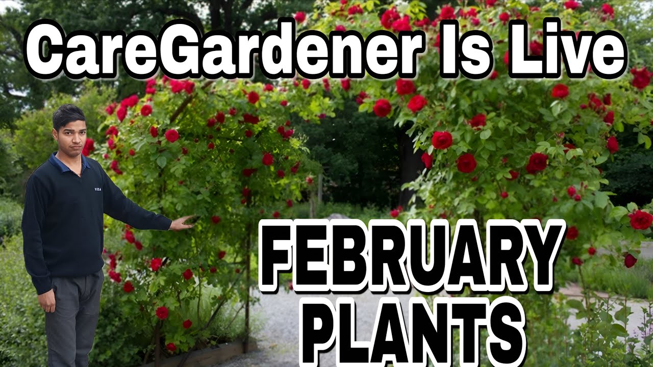 🍃Q&A In Live | CareGardener Is First Live Video With February Plant | CareGardener