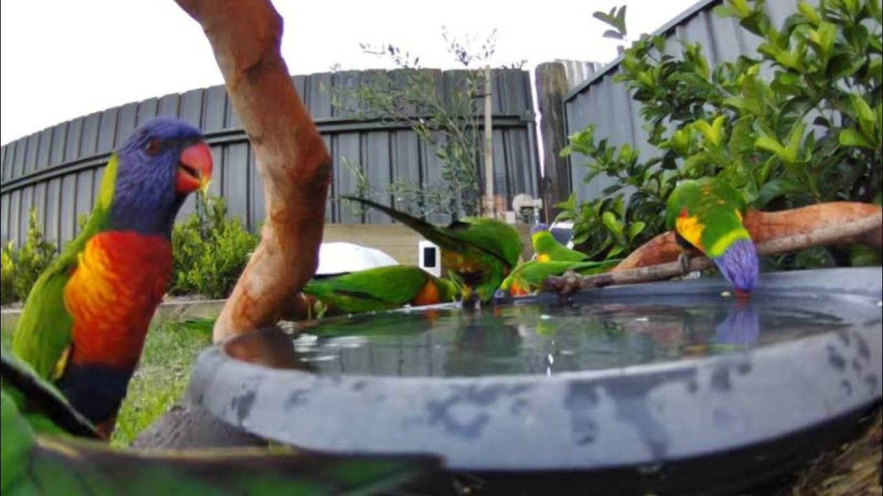 Australian Bird Bath Cam | 17/1/26 | rainbow lorikeets | galahs | cat tv | crazy sounds | corella