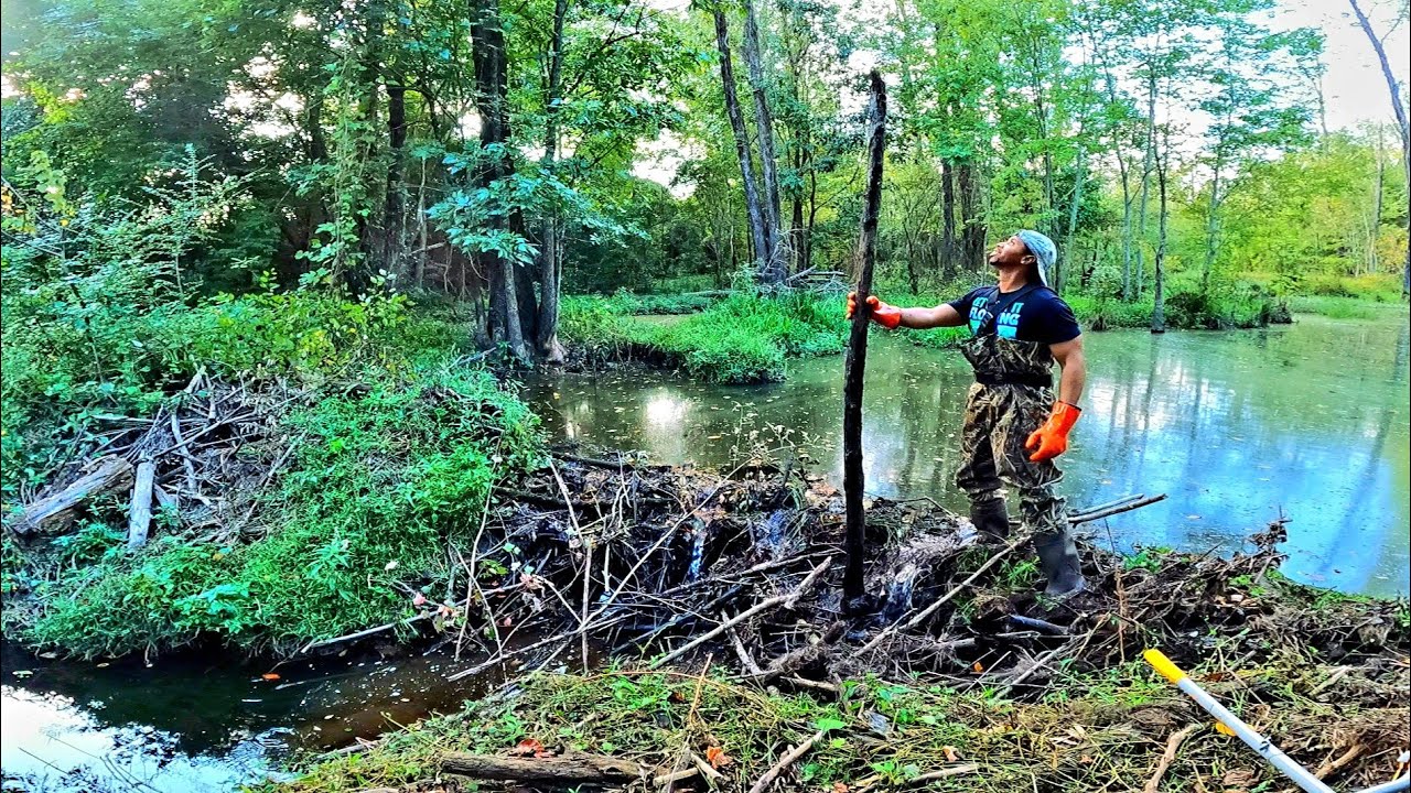 Mega Beaver Dam Collapsed! || BEAVER DAM REMOVAL In Mother Beaver Dam 2 Area! S5 EP. 6!
