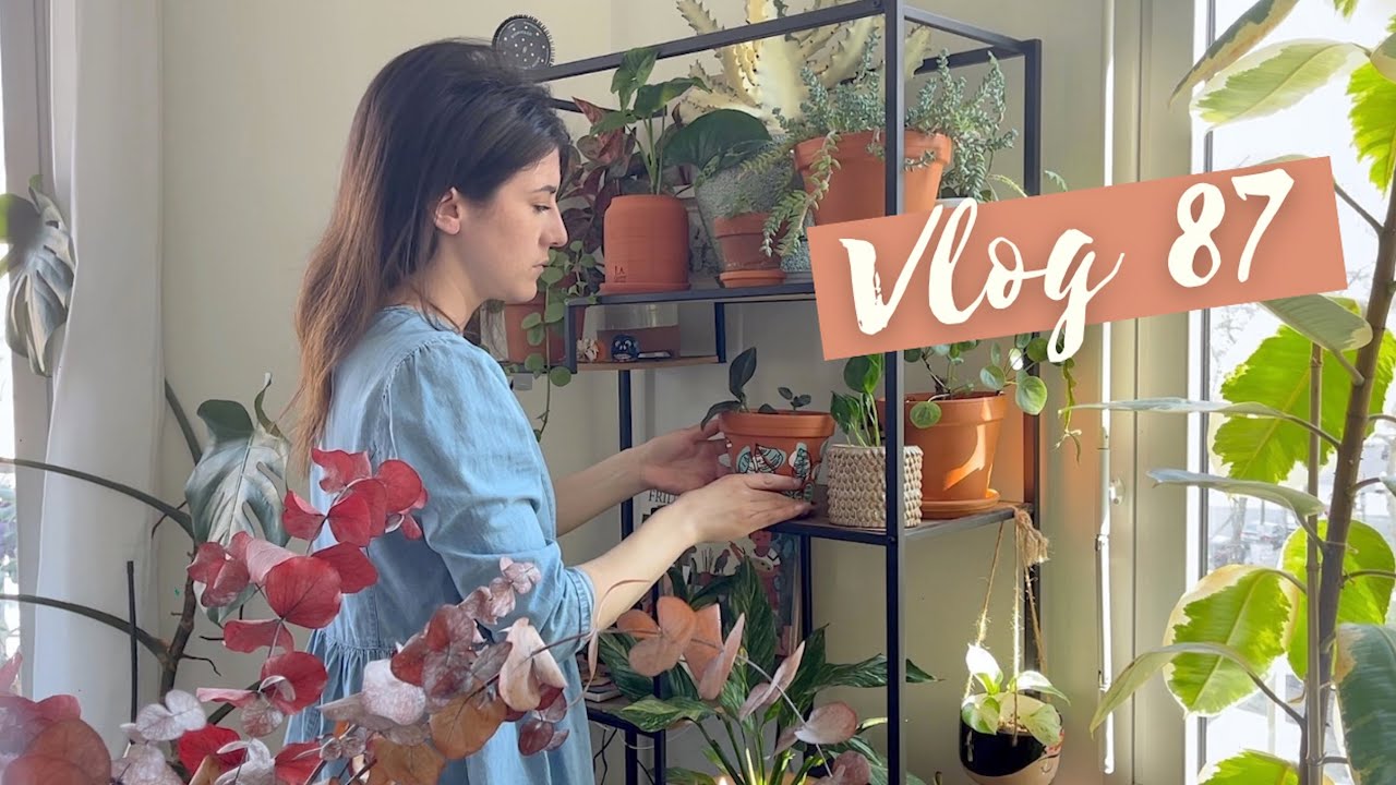 Réorganisation & Nouvelles Inspi Déco * rempotage pothos - VLOG 87