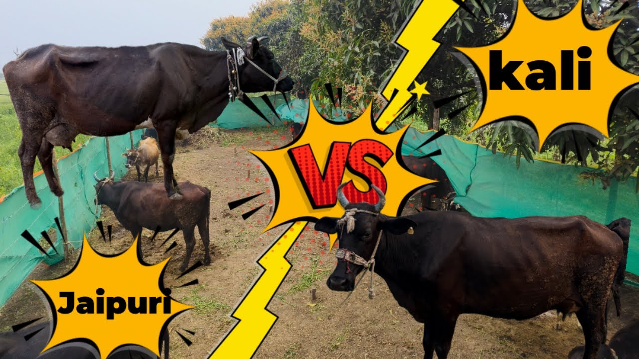 Kali vs jaipurii ?
