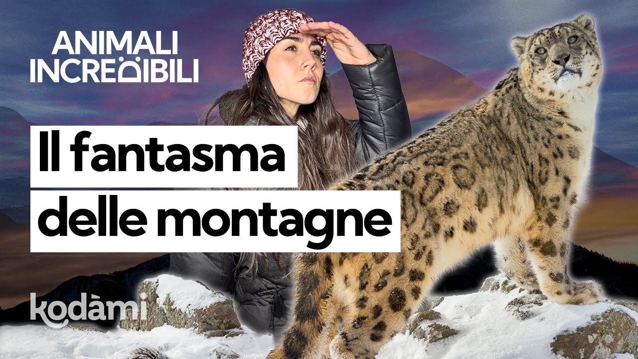Chi è il leopardo delle nevi: dove vive e perché è così raro vedere il “fantasma delle montagne”