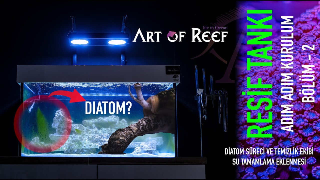 Resif Akvaryumu Kurulum Bölüm 2 - Su Tamamlama - Conch Snailler - Diatom Süreci - Art Of Reef
