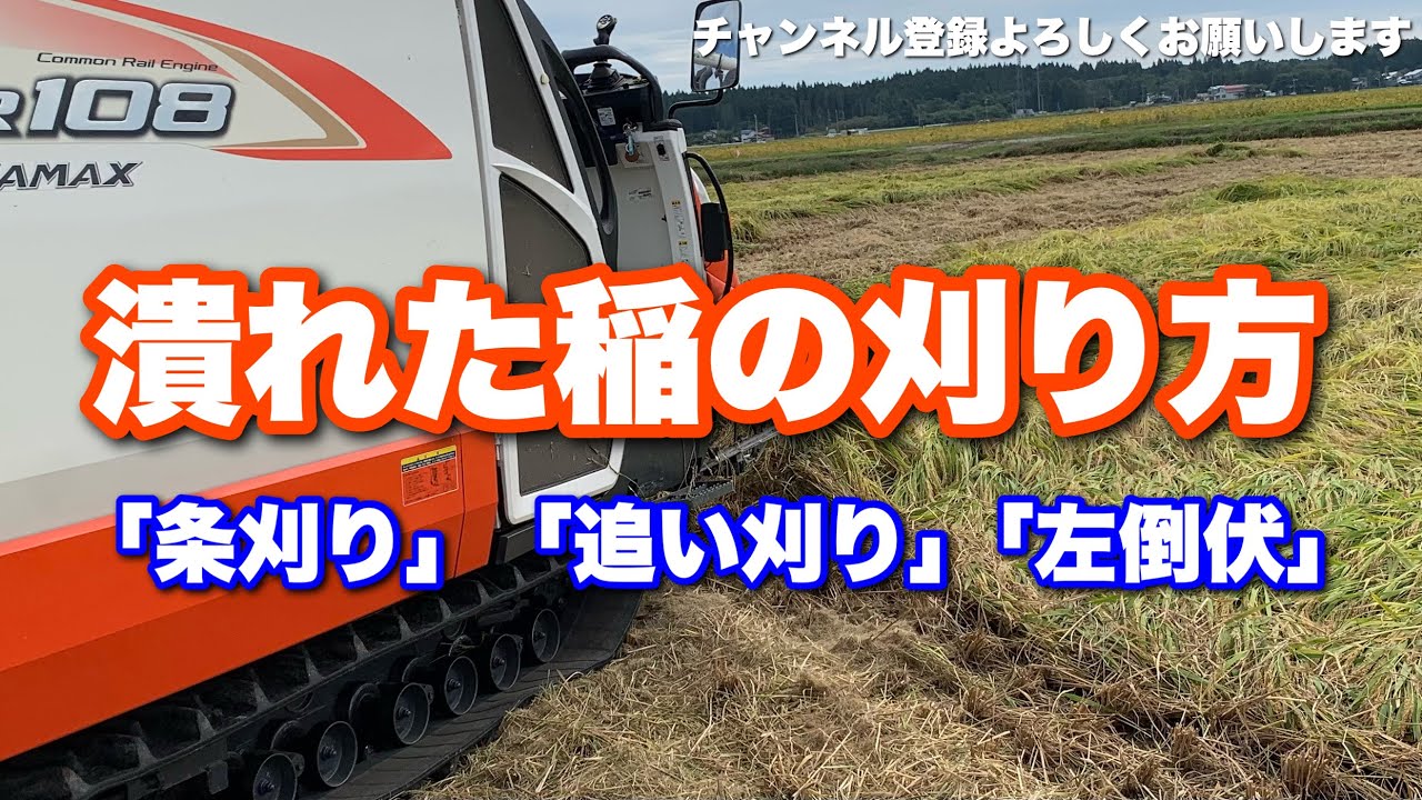 倒伏した稲の刈り方、潰れた稲の刈り方！条刈り、追い刈り、左倒伏