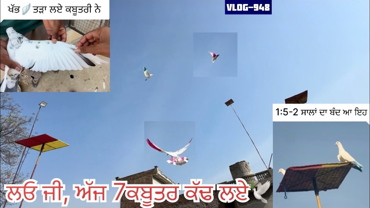 ਕਬੂਤਰ ਕੱਢਣ ਦੀ ਸ਼ੁਰੂਆਤ ਕਰਤੀ ਜੀ ਅੱਜ ਤੋਂ, ਬਾਬੇ ਦਾ ਨਾਂ ਲੈਕੇ🕊️🙏|| ਸਿੱਧੇ ਕਰਨ ਲੱਗ ਗਏ|| 2026 ਦੇ ਪਹਿਲੇ ਕਬੂਤਰ
