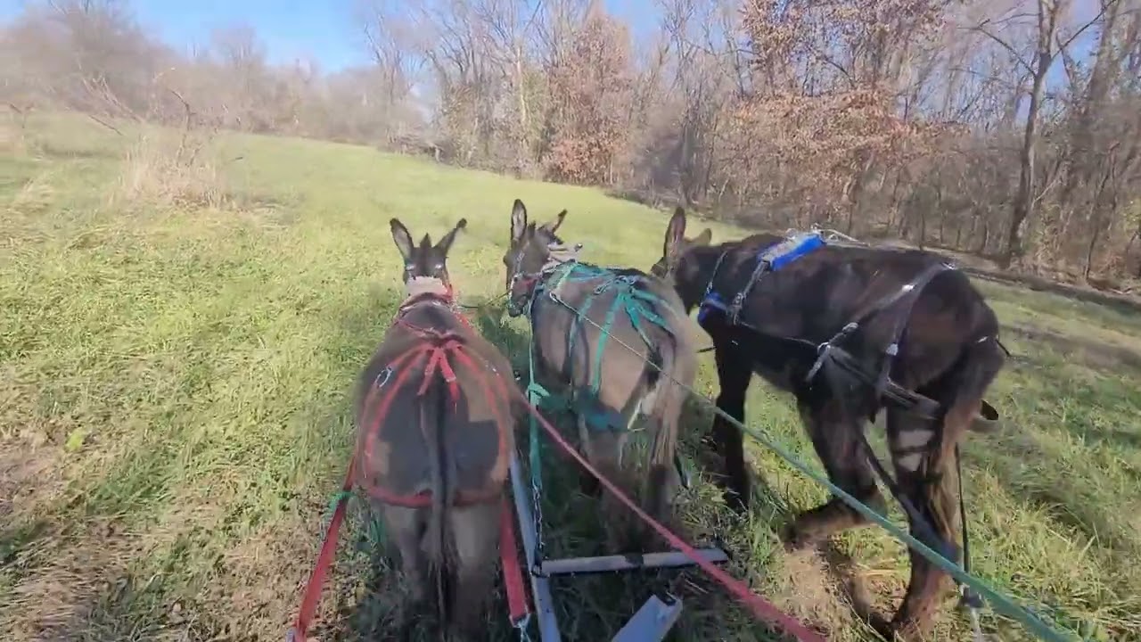 Buttercup training 20241121 No Panicking Allowed